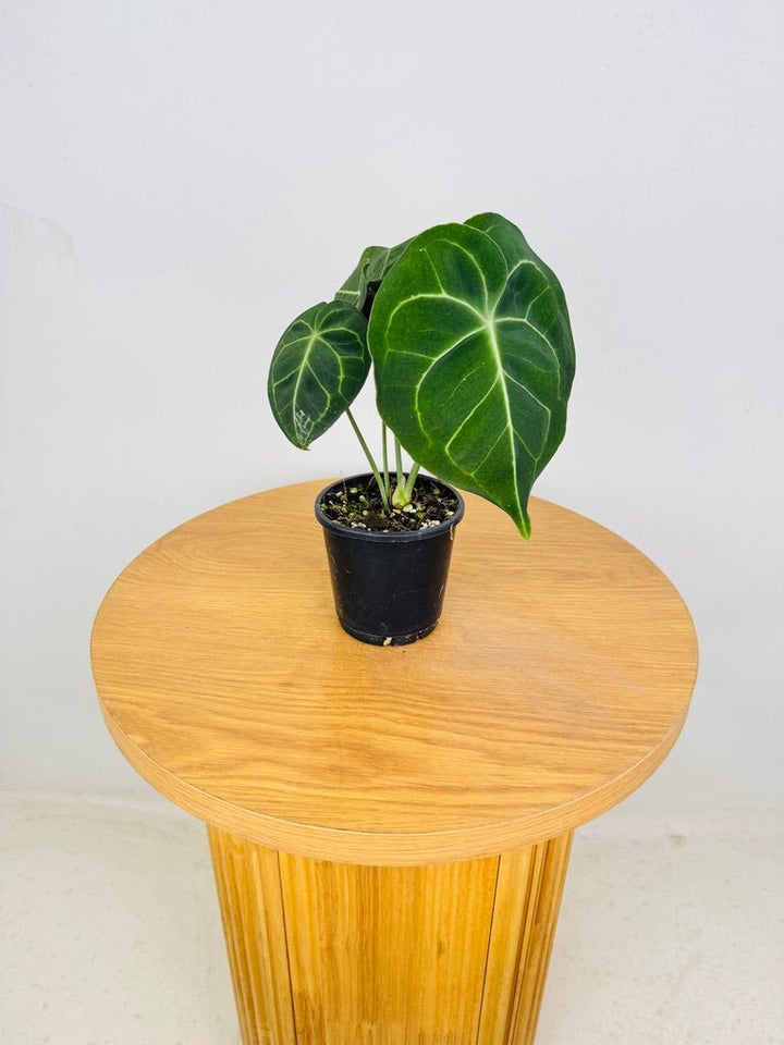 Anthurium Clarinervium | Uprooted