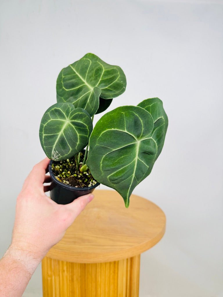 Anthurium Clarinervium | Uprooted