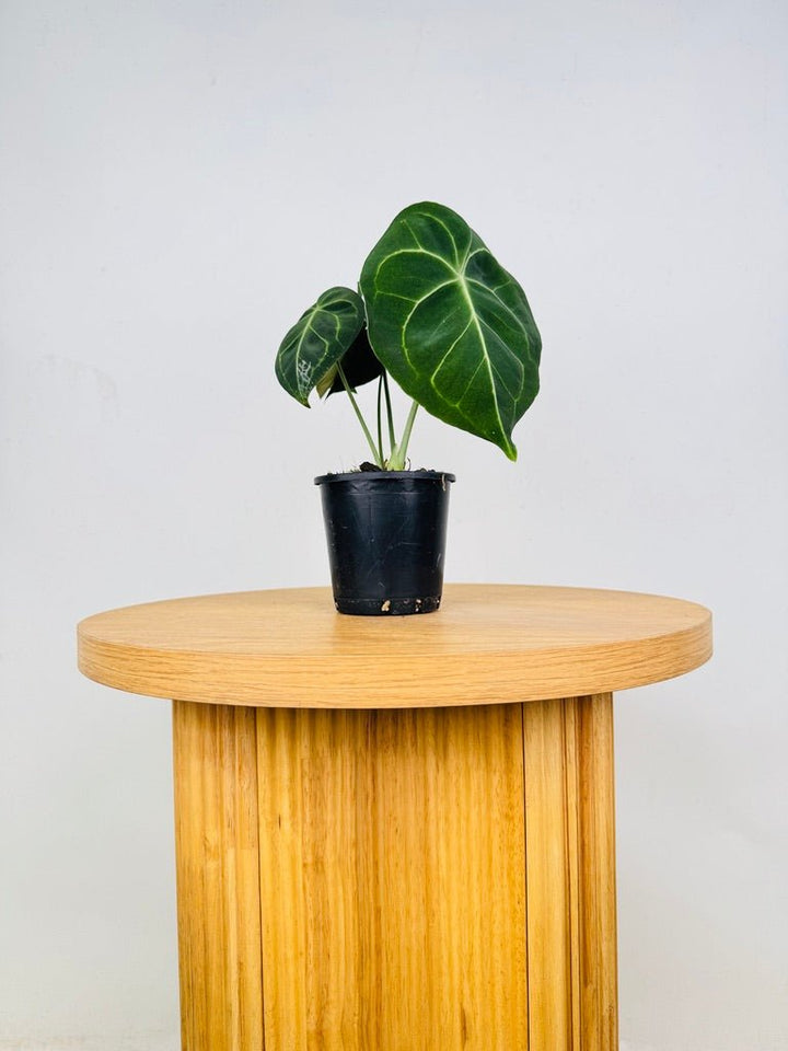 Anthurium Clarinervium | Uprooted