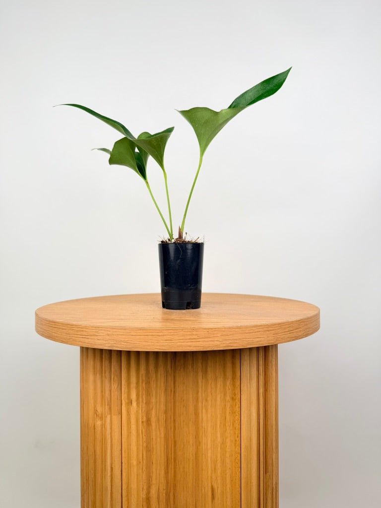 Anthurium Corong x Villenaorum - Imperfect Foliage | Uprooted
