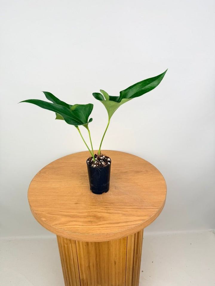 Anthurium Corong x Villenaorum - Imperfect Foliage | Uprooted