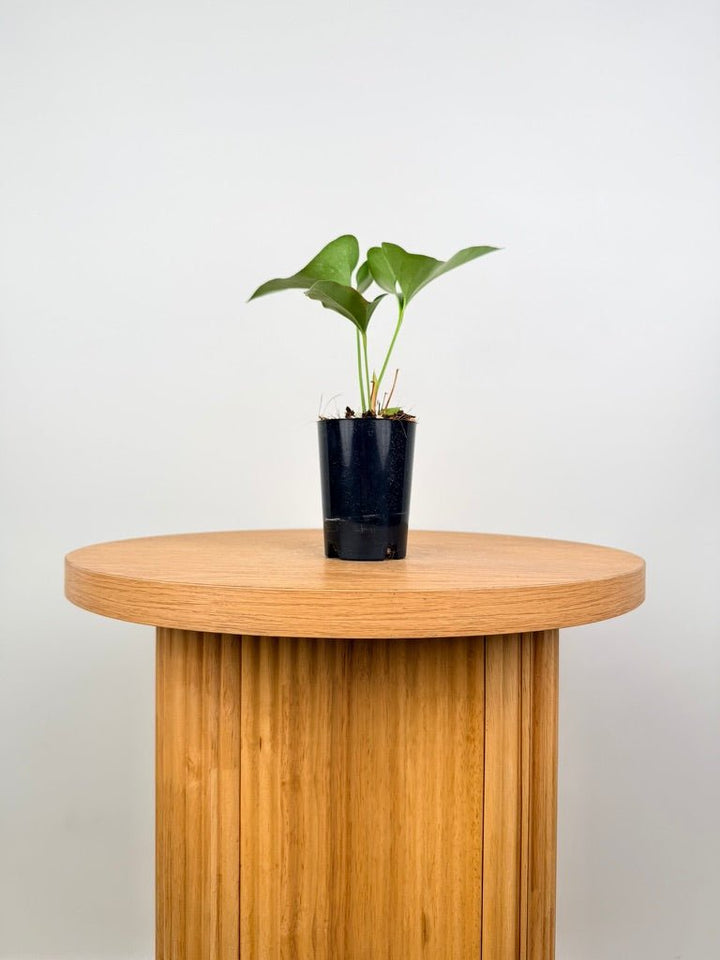 Anthurium Corong x Villenaorum - Imperfect Foliage | Uprooted