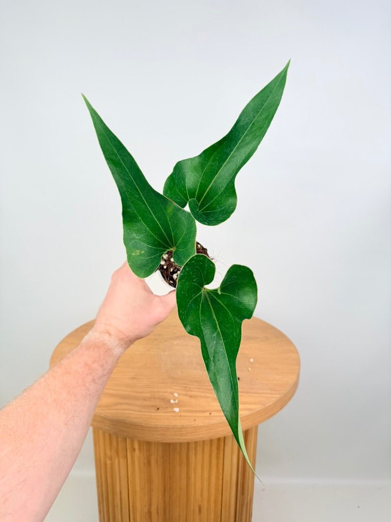 Anthurium Corong x Villenaorum - Imperfect Foliage | Uprooted
