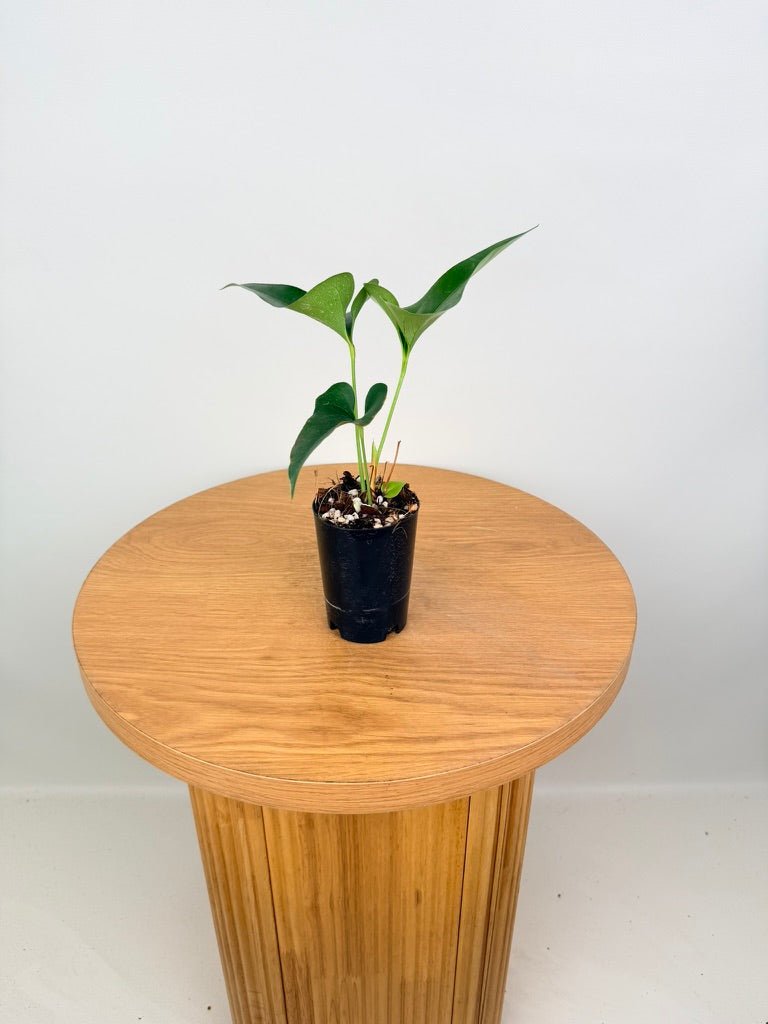 Anthurium Corong x Villenaorum - Imperfect Foliage | Uprooted