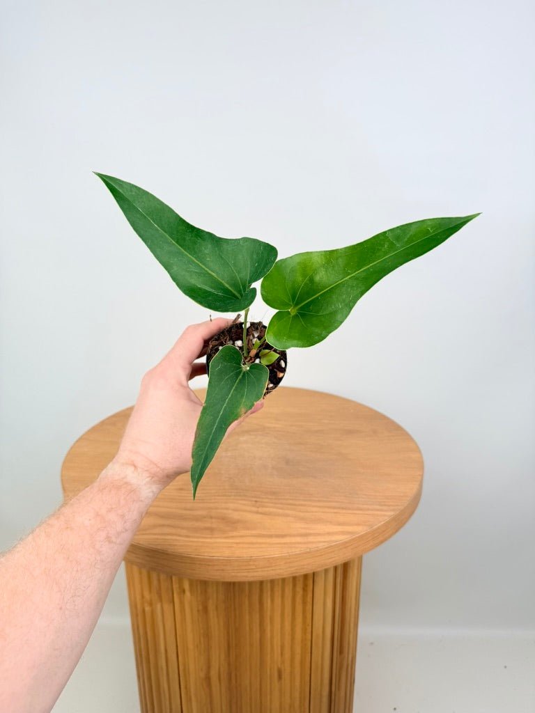 Anthurium Corong x Villenaorum - Imperfect Foliage | Uprooted