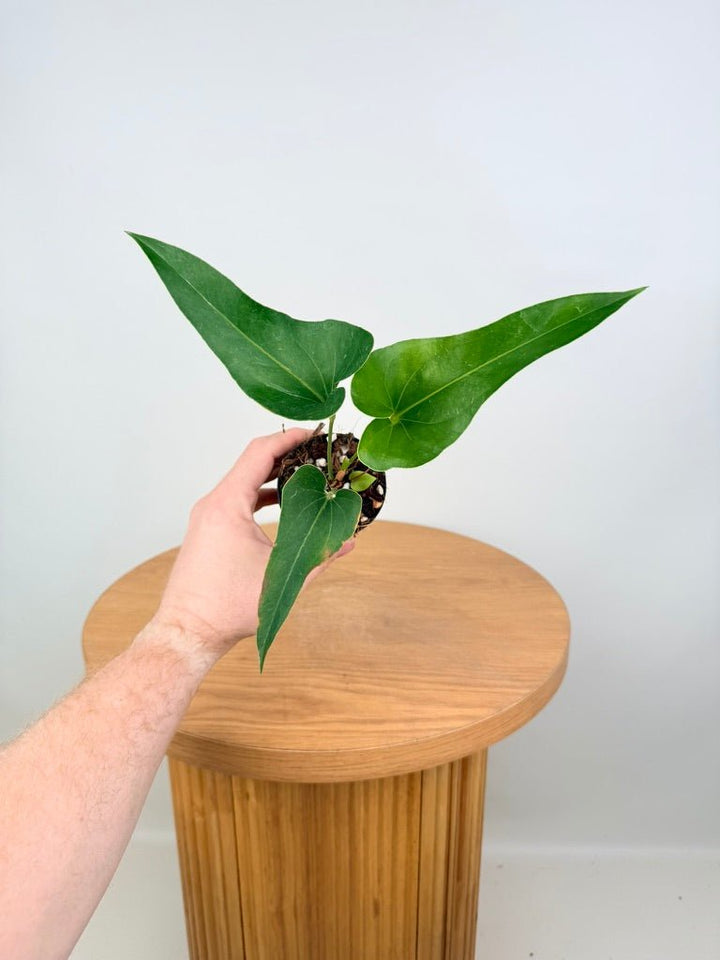 Anthurium Corong x Villenaorum - Imperfect Foliage | Uprooted