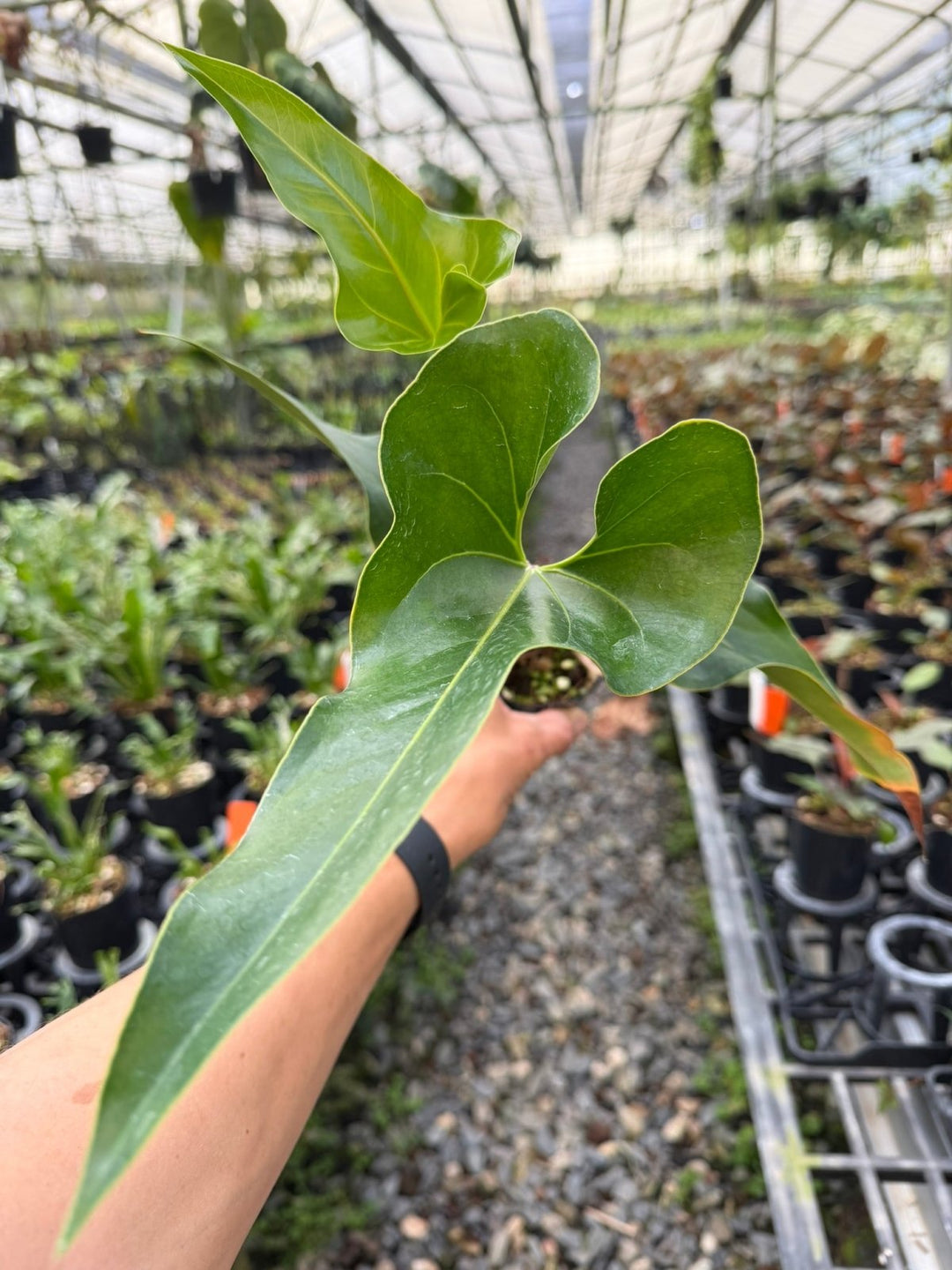 Anthurium Corong x Villenaorum - Imperfect Foliage | Uprooted