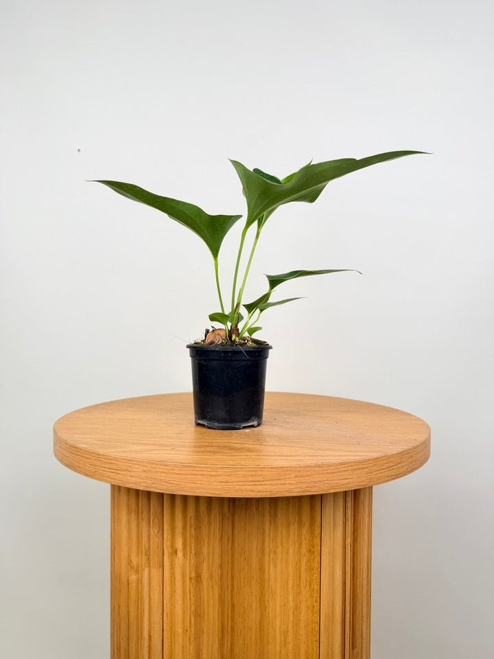 Anthurium Corong x Villenaorum | Uprooted