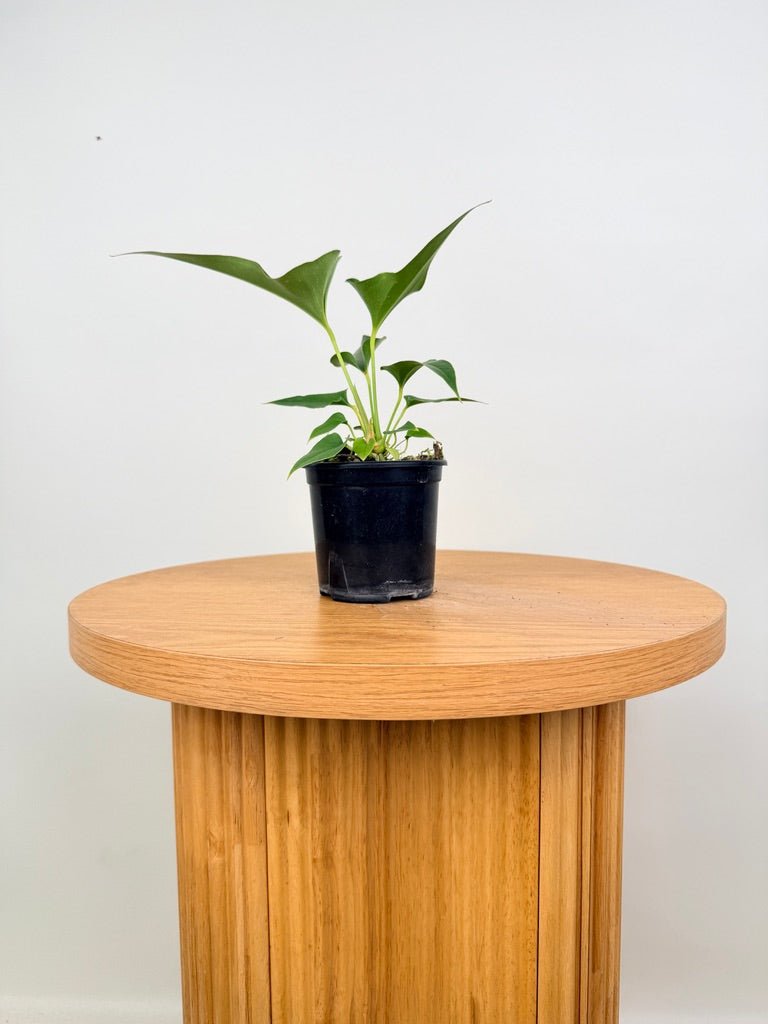 Anthurium Corong x Villenaorum | Uprooted