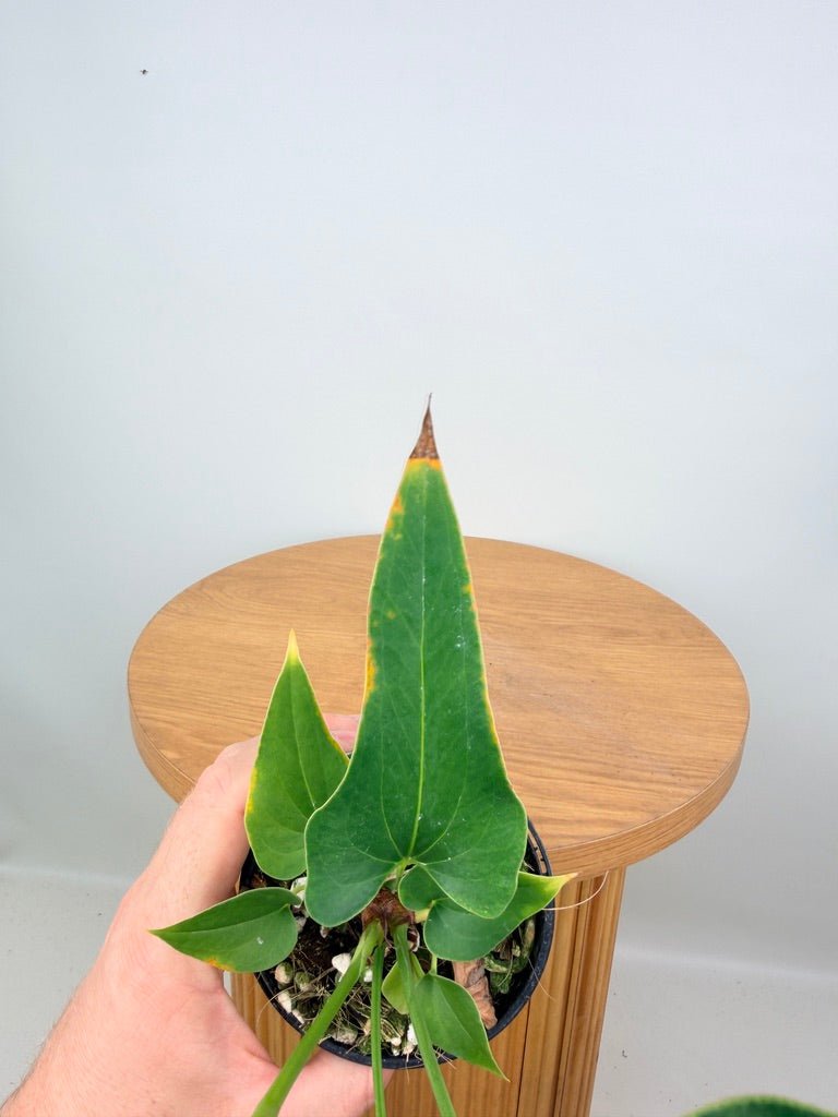 Anthurium Corong x Villenaorum | Uprooted
