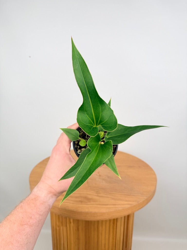 Anthurium Corong x Villenaorum | Uprooted