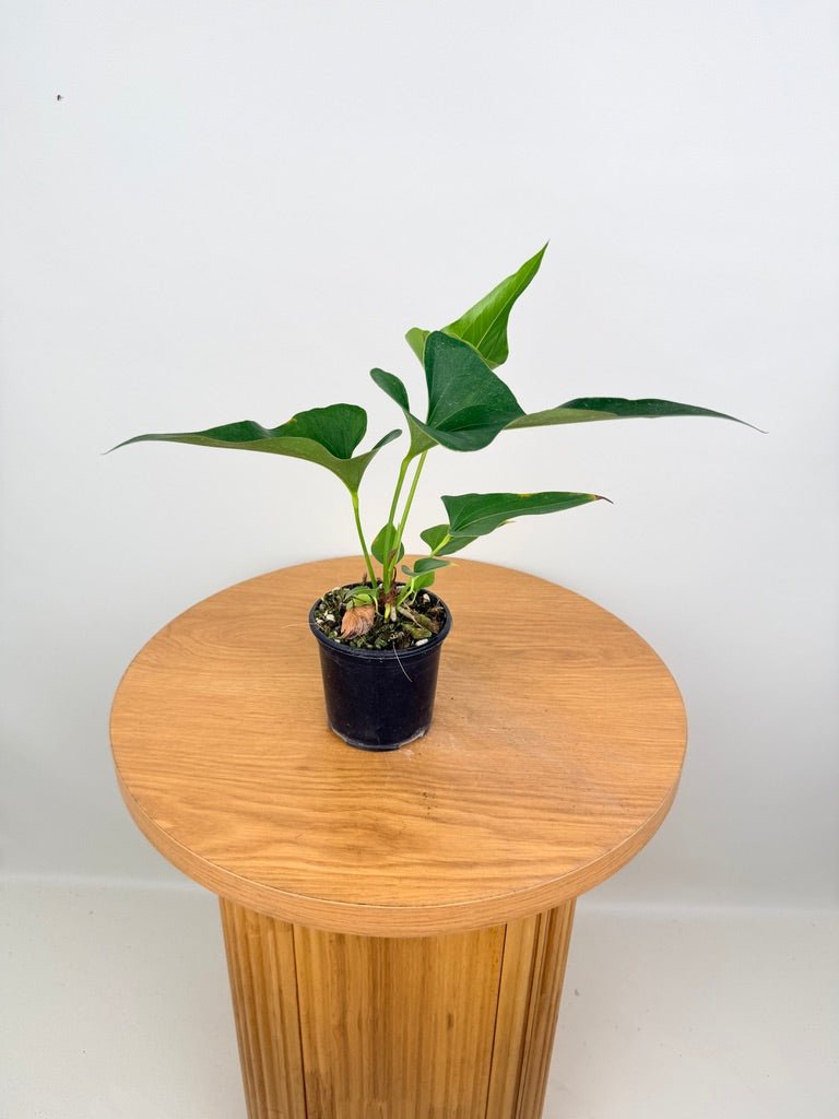 Anthurium Corong x Villenaorum | Uprooted