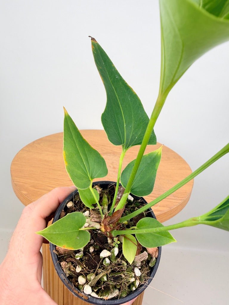 Anthurium Corong x Villenaorum | Uprooted