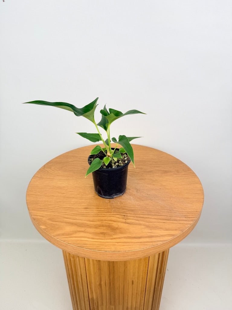 Anthurium Corong x Villenaorum | Uprooted