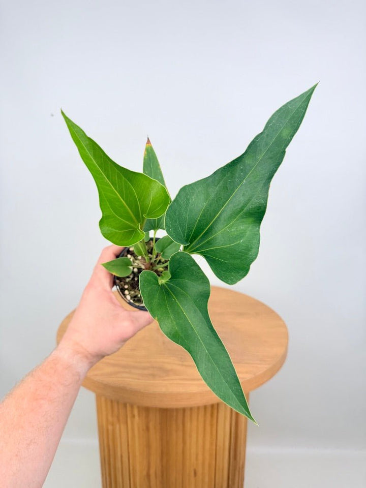 Anthurium Corong x Villenaorum | Uprooted