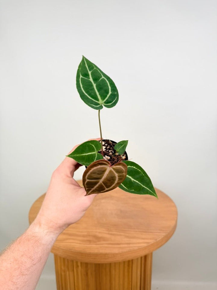 Anthurium Crystallinum - Dark Form | Uprooted