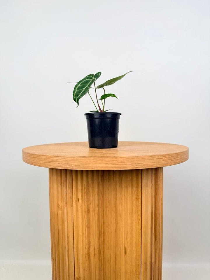 Anthurium Crystallinum - Dark Form | Uprooted