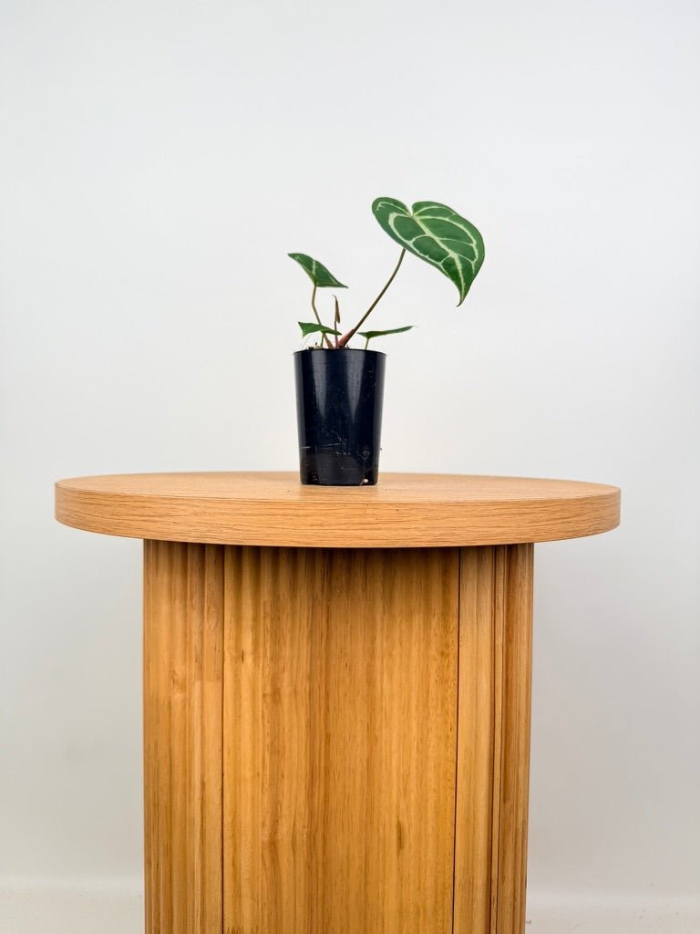Anthurium Crystallinum - Dark Form | Uprooted