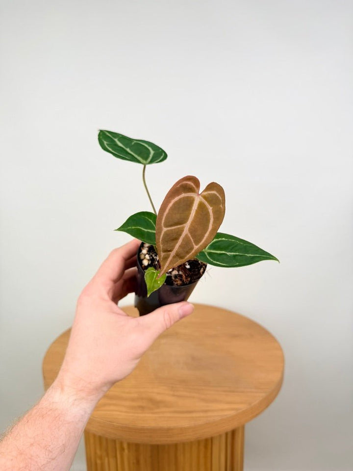 Anthurium Crystallinum - Dark Form | Uprooted