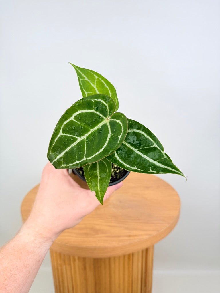 Anthurium Crystallinum - Dark Form | Uprooted