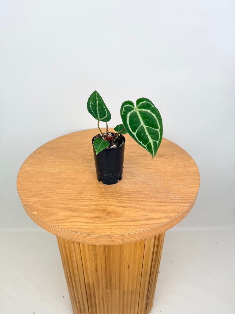 Anthurium Crystallinum - Dark Form | Uprooted