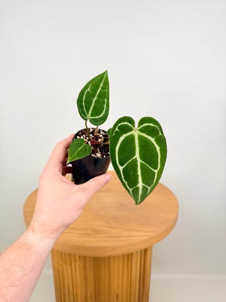 Anthurium Crystallinum - Dark Form | Uprooted