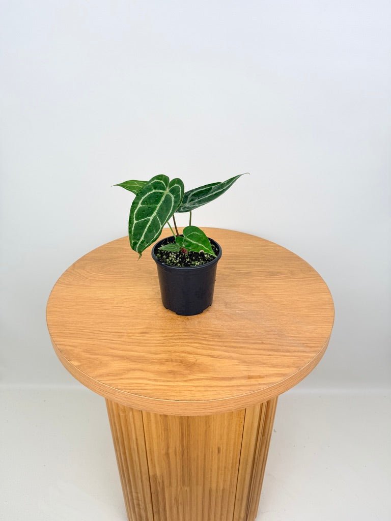 Anthurium Crystallinum - Dark Form | Uprooted