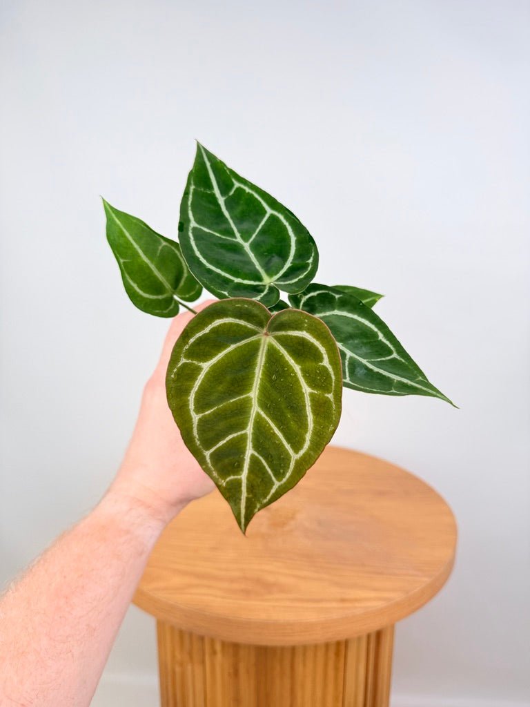 Anthurium Crystallinum - Dark Form - Imperfect Foliage