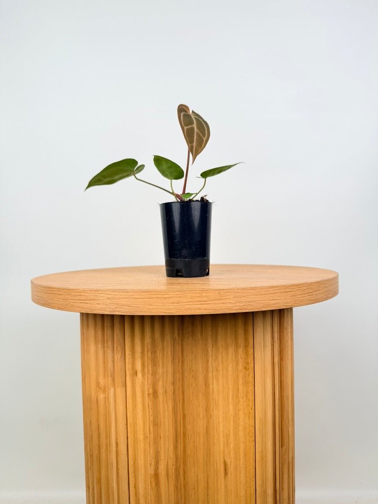 Anthurium Crystallinum - Dark Form | Uprooted