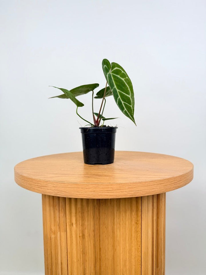 Anthurium Crystallinum - Dark Form | Uprooted