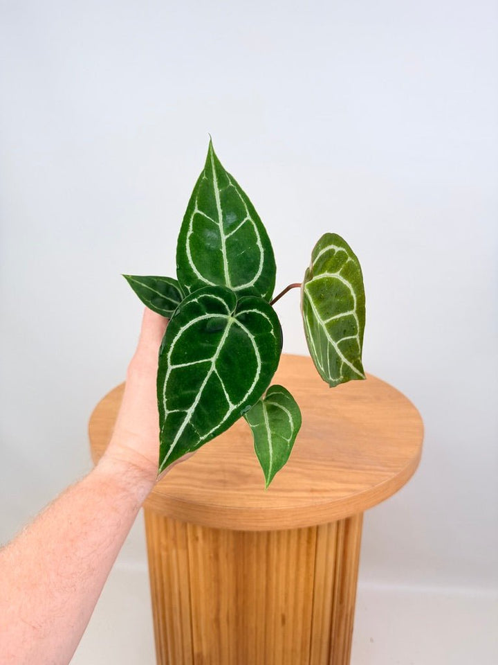 Anthurium Crystallinum - Dark Form | Uprooted