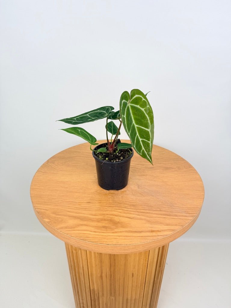 Anthurium Crystallinum - Dark Form | Uprooted