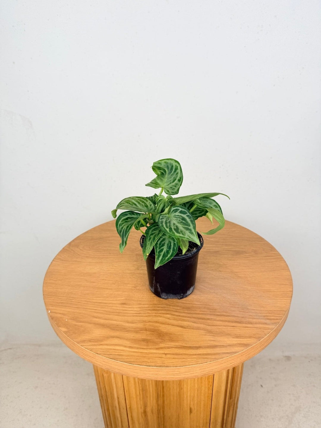 Anthurium Crystallinum Dorayaki - Crystal Chaos | Uprooted