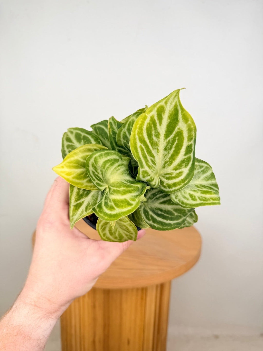 Anthurium Crystallinum Dorayaki - Crystal Chaos | Uprooted