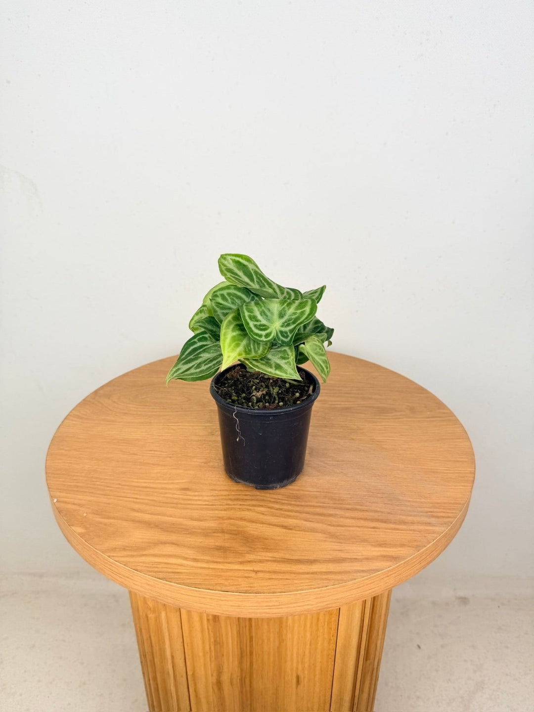Anthurium Crystallinum Dorayaki - Crystal Chaos | Uprooted