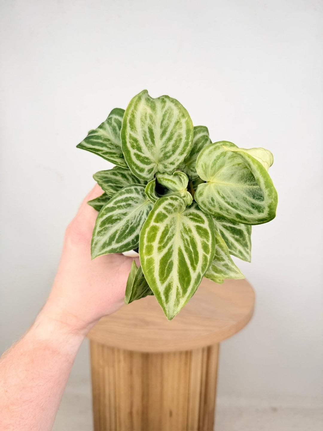 Anthurium Crystallinum Dorayaki - Crystal Chaos | Uprooted