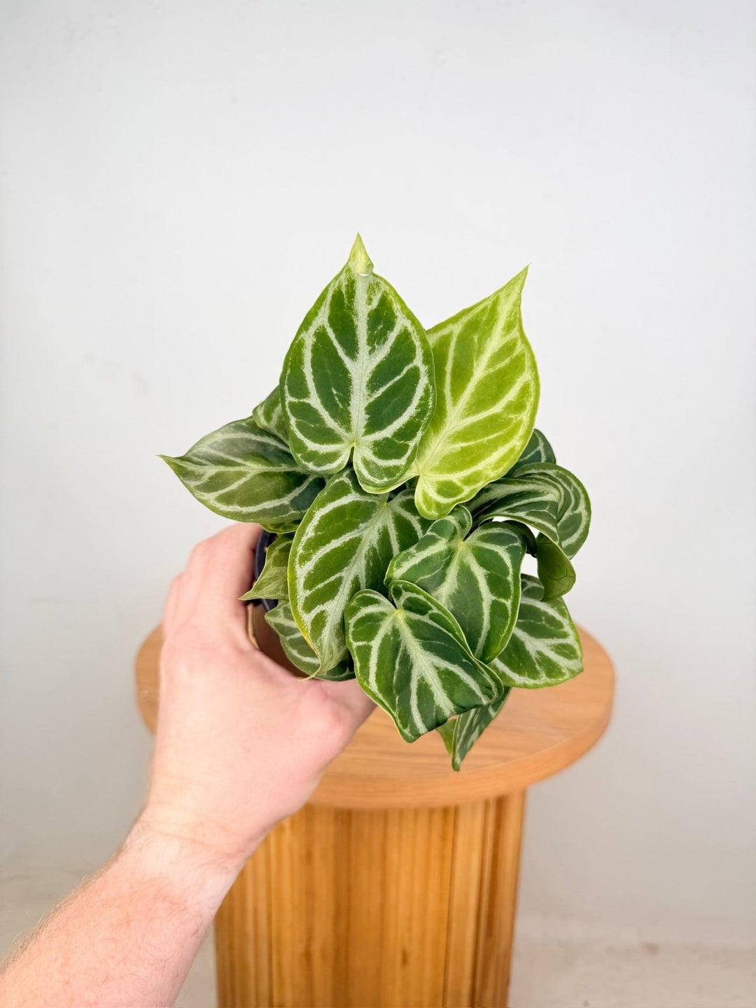 Anthurium Crystallinum Dorayaki - Multi Planted | Uprooted