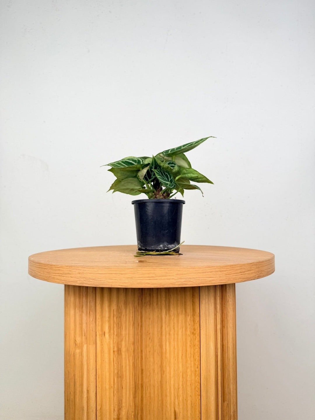 Anthurium Crystallinum Dorayaki - Multi Planted | Uprooted