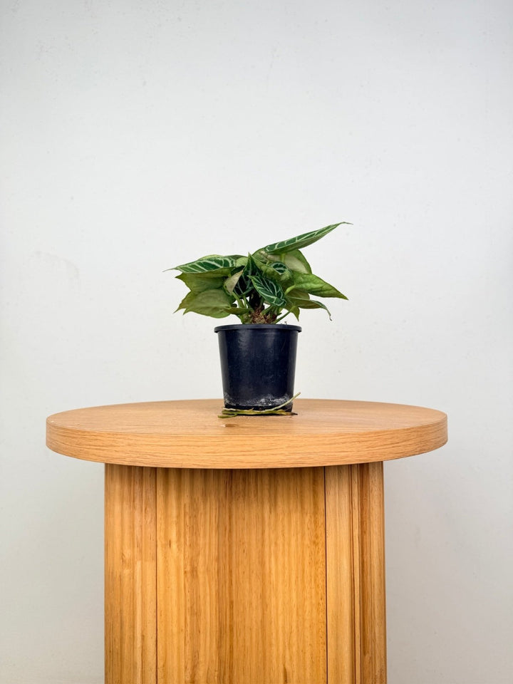 Anthurium Crystallinum Dorayaki - Multi Planted | Uprooted