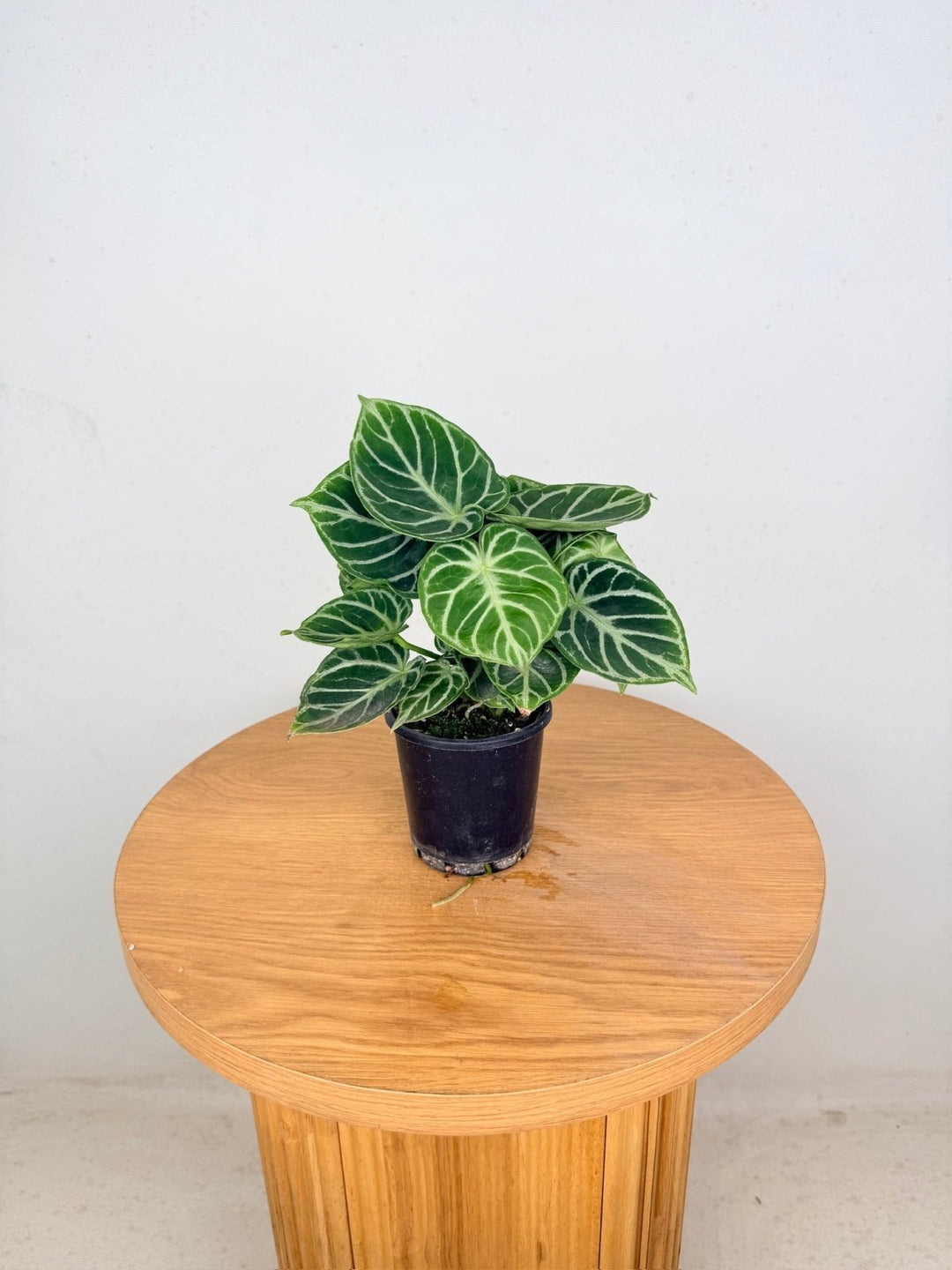 Anthurium Crystallinum Dorayaki - Multi Planted | Uprooted