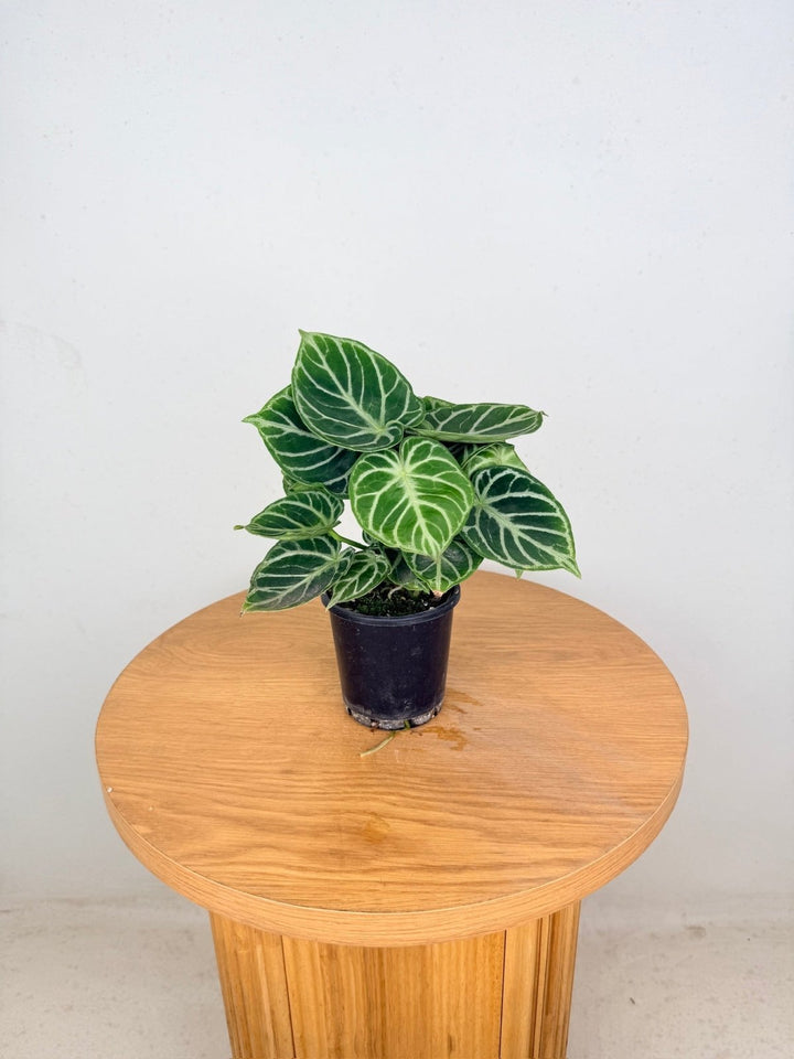 Anthurium Crystallinum Dorayaki - Multi Planted | Uprooted