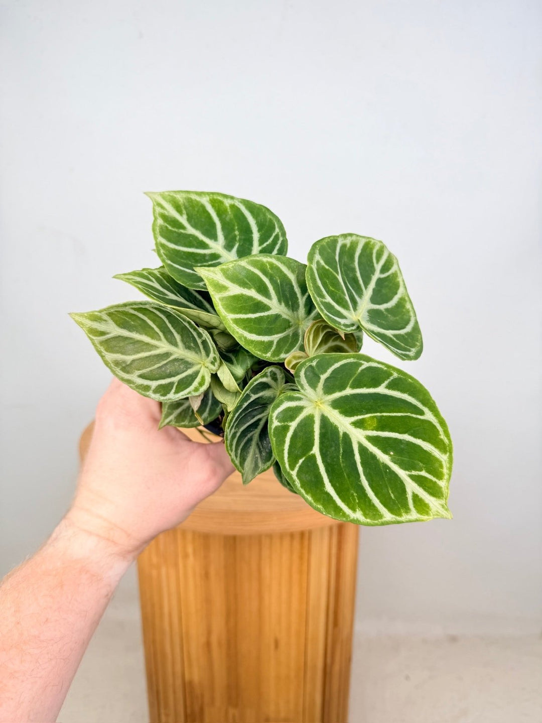 Anthurium Crystallinum Dorayaki - Multi Planted | Uprooted