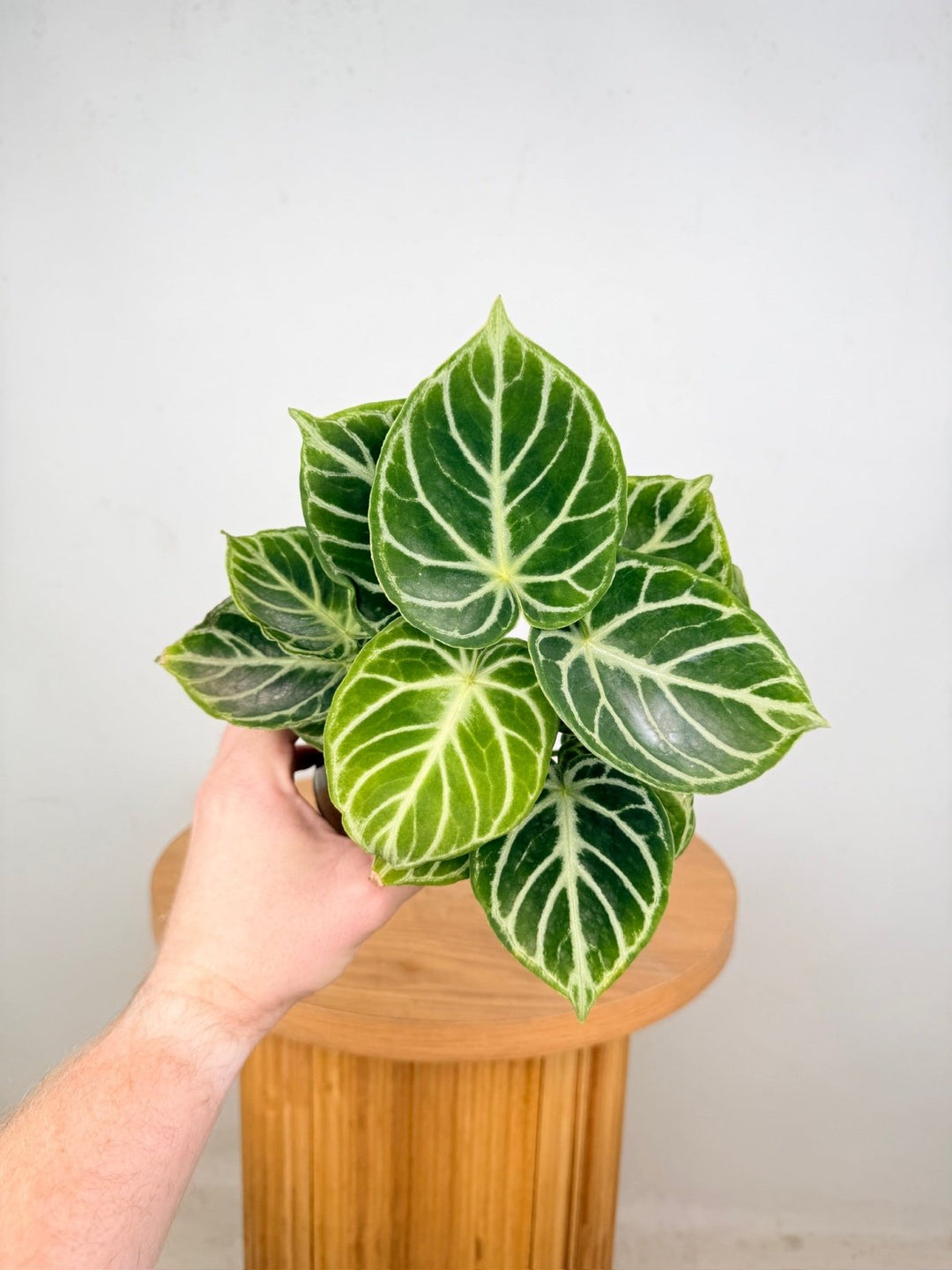 Anthurium Crystallinum Dorayaki - Multi Planted | Uprooted