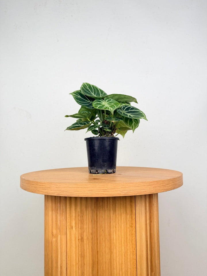 Anthurium Crystallinum Dorayaki - Multi Planted | Uprooted