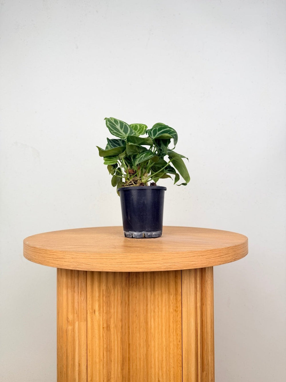 Anthurium Crystallinum Dorayaki - Multi Planted | Uprooted