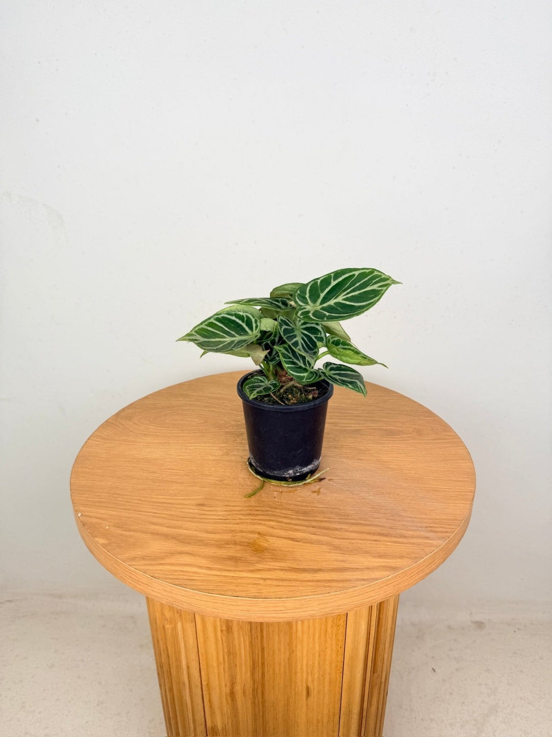 Anthurium Crystallinum Dorayaki - Multi Planted | Uprooted