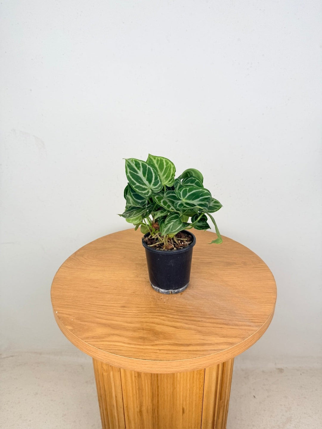 Anthurium Crystallinum Dorayaki - Multi Planted | Uprooted