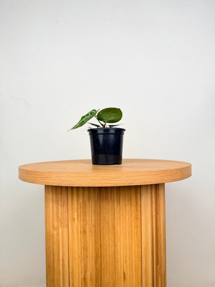Anthurium Crystallinum Dorayaki Silver | Uprooted