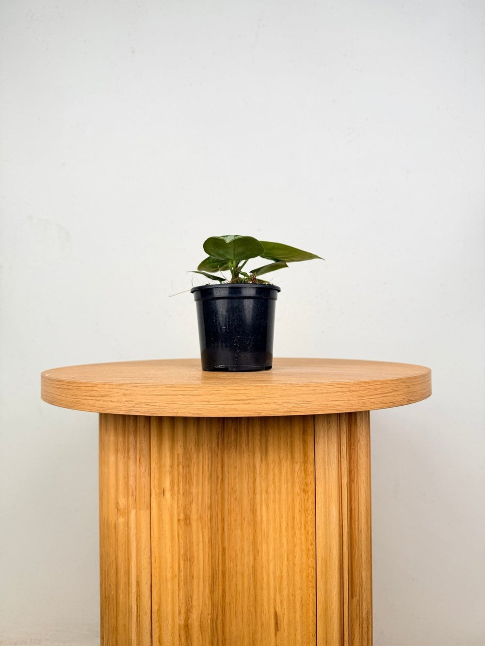Anthurium Crystallinum Dorayaki Silver | Uprooted