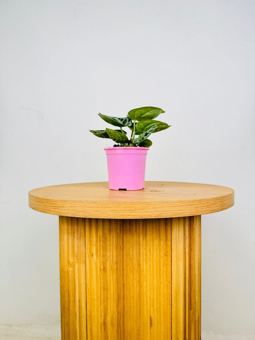 Anthurium Crystallinum Dorayaki Silver | Uprooted